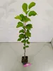 Malus domestica 'Fuji' Apfelbaum, 1,5 Liter Topf Produktbild-Vorschau 3