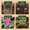 Green boutiQ - Bloembollen - Corydalis Beth Evans - Kleur Voir les images du produit 4