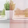 Two potted plants on a windowsill, partially obscured by a sheer pink curtain. Produktbild-Vorschau