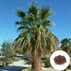 Washingtonia Filibusta - 10 ks semen - Mrazuvzdorná do -10 Náhled obrázku produktu 1