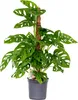 Bloomique - Monstera Adansonii avec tuteur - Plante 'Monkey Voir les images du produit 1