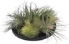 Tillandsien Luftpflanzen - 12 Stk - Tillandsia - Höhe Produktbild-Vorschau 5
