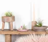 Bloomique - Mix 5 - Tillandsia - Rośliny powietrzne - Podgląd zdjęcia produktu 4