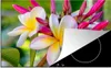 KitchenYeah© Herdabdeckplatte Blumen - Plumeria - Farben , Produktbild-Vorschau 1