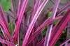 Sada 3 cordylin – Cordyline australis 'Lime Passion'®, Náhled obrázku produktu 2