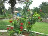 Ixora coccinea (kwiat pawia)  – 3 nasiona Podgląd zdjęcia produktu 3