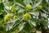 Lot de 2 Castanea sativa – châtaignier – hauteur 60 cm – Voir les images du produit 5
