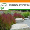 SAFLAX Garden in the bag - Japonská krvavá tráva - Imperata Náhľad obrázku produktu 5
