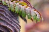 Albizia julibrissin 'Summer Chocolate', Seidenbaum, Produktbild-Vorschau 5