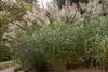 Stauden Gänge 1 x Miscanthus sinensis 'Silberfeder' im 1 Produktbild-Vorschau 5
