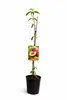 Pfirsichbaum Prunus persica ‘Polpa Bianca’ – weißfleischig, Produktbild-Vorschau 4