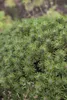 Pinus mugo 'Benjamin', Bergkiefer, kompakt, 12–15 cm Produktbild-Vorschau 5