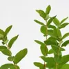 Lonicera caerulea 'Larisa' - Honigbeere - Höhe 70 cm - Produktbild-Vorschau 3