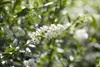 Ligustrum vulgare, Gewöhnlicher Liguster, 125–150 cm Produktbild-Vorschau 6