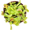 Mucholówka mala - Dionaea muscipula - doniczka 12 cm Podgląd zdjęcia produktu 2