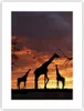 Poster - Poster ohne Rahmen - Giraffe Afrika Sonne Safari - Produktbild-Vorschau 1