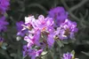 Zwerg-Rhododendron 25-30 cm, im Topf - Rhododendron Produktbild-Vorschau 5