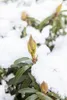 Rhododendron Hybride Graziella 30-40 cm, im Topf, immergrün Produktbild-Vorschau 3