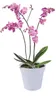 A potted orchid plant with pink flowers and green leaves. Produktbild-Vorschau