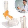 Anatomický model kostry v měřítku 1:1 v životní velikosti Náhled obrázku produktu 17