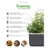 A diagram showing the health benefits of rosemary next to a rosemary plant in a planter. Anteprima dell’immagine prodotto