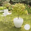 Bloomique - Acer Shirasawanum Moonrise - Klon japoński na Podgląd zdjęcia produktu 2