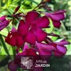 Laurier rose - nerium oleander - ↕ 110-120 cm - ⌀ 24 cm - Voir les images du produit 2