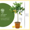 Meine Orangerie Zitronenbaum Grande - echter Citrusbaum - Produktbild-Vorschau 8