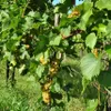 Winorośl Cytryn  2L Podgląd zdjęcia produktu 3