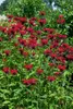 Monarda didyma 'Squaw', Indianernessel, leuchtend rot, ca. Produktbild-Vorschau 3