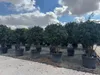 Sunny Tree - Photinia Fraseri Red Robin – Mehrstämmiger Produktbild-Vorschau 1