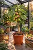Feigenbaum Breva 70–100 cm – Echte Feige (Ficus carica) Produktbild-Vorschau 1
