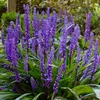 6 x Leliegras - Liriope muscari 'Super Blue' | Pot van 9cm Productafbeelding-voorbeeld 2