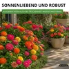 Zinnien Dahlienblütige Riesen, Mischung Samen - Zinnia Produktbild-Vorschau 5
