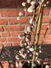 Salix caprea Pendula hängende Kätzchenweide Weide Stamm Produktbild-Vorschau 5
