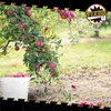 Eimer mit Deckel 10 L | Vorratseimer | Lebensmittelecht Produktbild-Vorschau 9