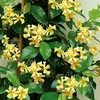 A close-up view of a climbing plant with yellow flowers and green leaves. Podgląd zdjęcia produktu