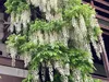 Glicynia (Wisteria) chińska Alba 2L Podgląd zdjęcia produktu 8