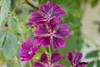 A close-up of purple flowers with green leaves in the background. Produktbild-Vorschau