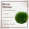Aquarium Pflanze Moos Riccia fluitans Tropica Nr.001 TC in Produktbild-Vorschau 2