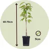 Směs ovocných stromů - 4 ks. - Malus, Pryus, Prunus - Výška Náhled obrázku produktu 2