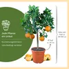 Meine Orangerie Orangenbaum Mezzo - echte Orange - Produktbild-Vorschau 8