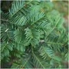 Plants by Frank | 6 Eiben Pflanzen | Taxus Baccata | Produktbild-Vorschau 3