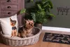 Clayre & Eef Hundekorb 74x57x19 cm Grau Rattan Produktbild-Vorschau 4