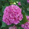Hortensie - 3 Stk - Hydrangea macrophylla 'Early Pink' - Produktbild-Vorschau 3