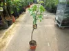 Ficus carica Bornholms diamant Stämmchen 100-120 cm - Produktbild-Vorschau 2