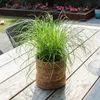 Zynesflora Echtes Katzengras 2 Stück Cyperus Zumula Produktbild-Vorschau 7