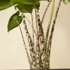 Alocasia Zebrina, Elefantenohr, Zimmerpflanze, 50-70 cm, Produktbild-Vorschau 5
