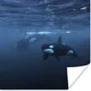 MuchoWow® Poster Orcas unter Wasser 100x100 cm - Babyzimmer Produktbild-Vorschau 1