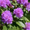 Rhododendren - 3 Stk - Rhododendron 'catawbiense purple' - Produktbild-Vorschau 3